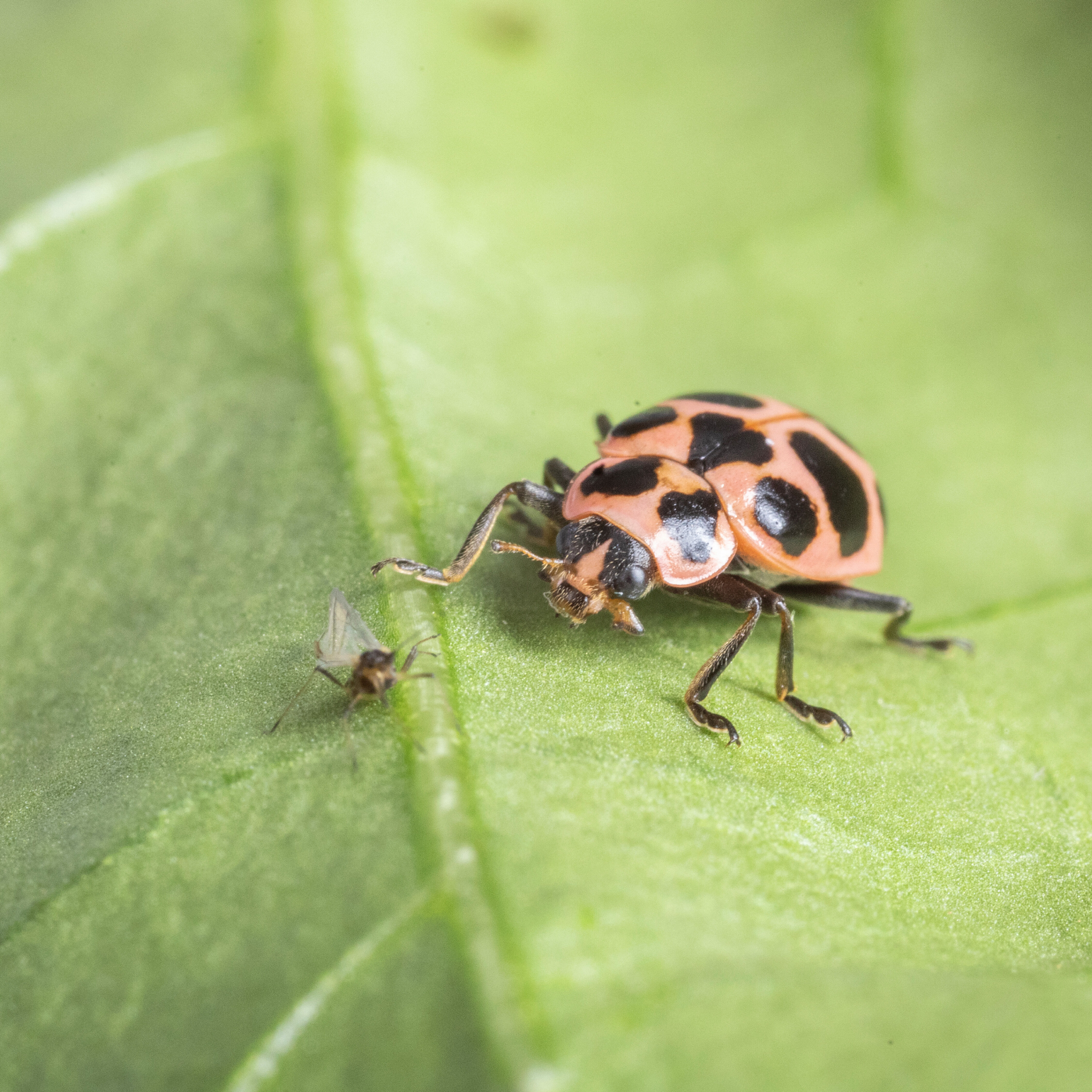 Adulto de Coleomegilla maculata asechando a pulgón Adulto de Coleomegilla maculata asechando a pulgón