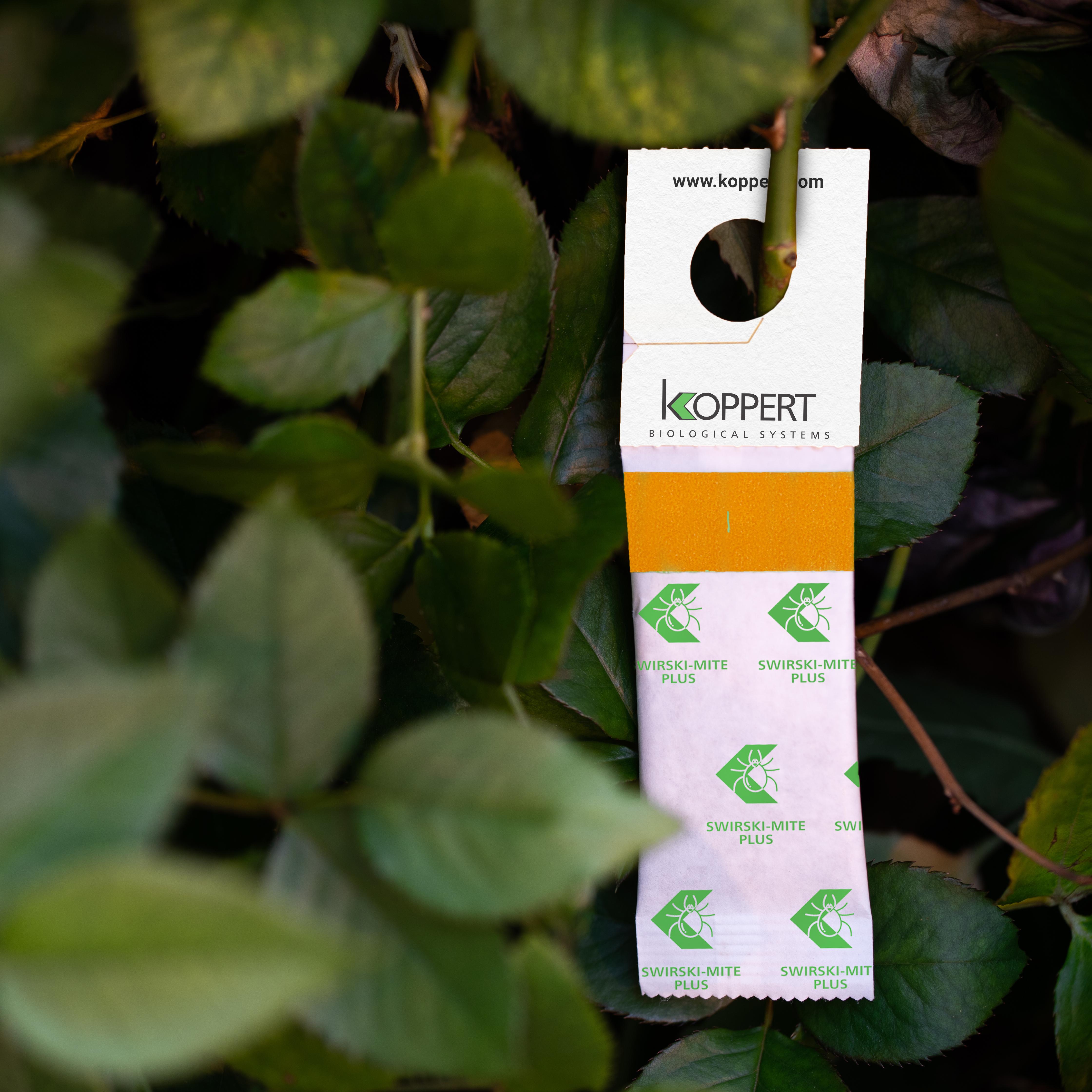 Swirski-Mite_Plus_Rose__1_.jpg Swirski-Mite_Plus_Rose__1_.jpg