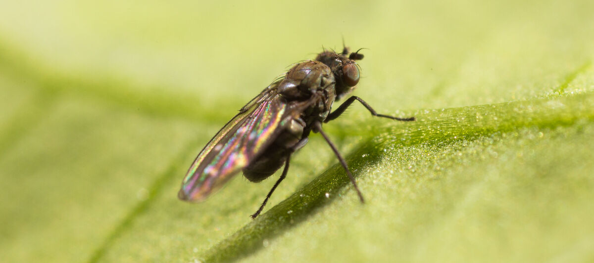 Shore fly Scatella stagnalis Adult