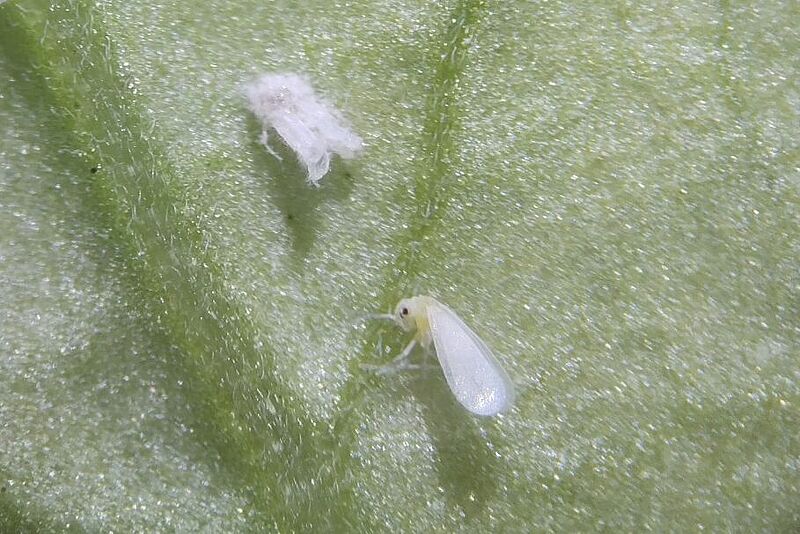 Hongo entomopatógeno controlando mosca blanca
